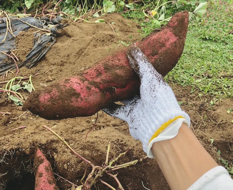 🍓 쓰쿠이하마 관광농원(쓰쿠이하마 칸코노엔) 이미지 4